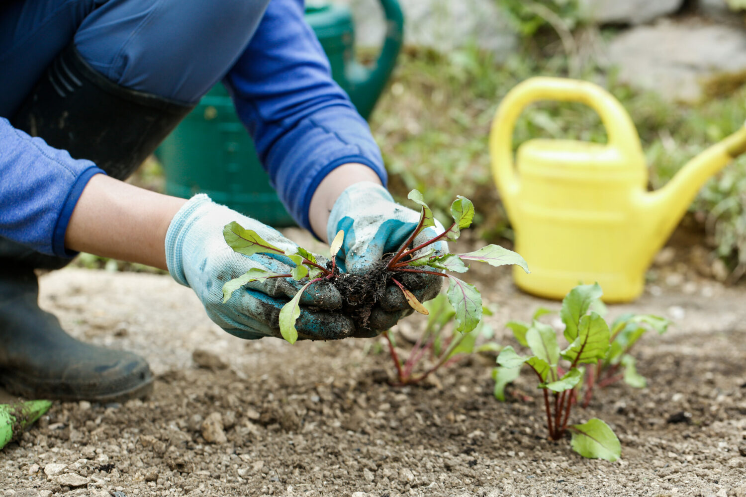 Trädgårdsarbetare planterar små plantor